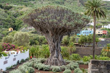 El Drago veya Drago Milenario, Drago de Icod de los Vinos (Dracaena draco) ejderha ağacı, Tenerife, İspanya