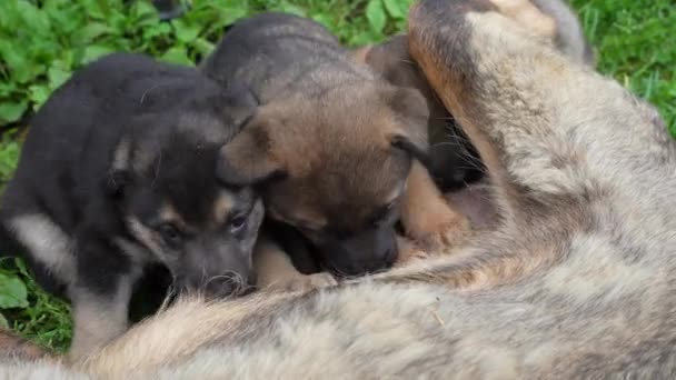 Drie Duitse Herder Type Een Hond Puppies Zuigende Melk Van — Stockvideo