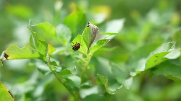 马铃薯叶上的科罗拉多马铃薯甲虫 Leptinotarsa Decemlineata — 图库视频影像