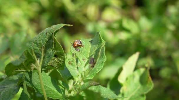Kumbang Kentang Colorado Leptinotarsa Decemlineata Pada Daun Kentang — Stok Video