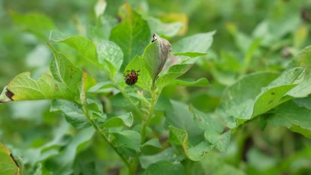 Colorado Potato Beetle Leptinotarsa Decemlineata Potato Leaves — Stock Video