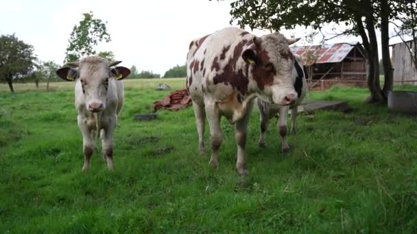 Toros Holstein Negros Blancos Rojos Aire Libre Granja — Vídeos de Stock