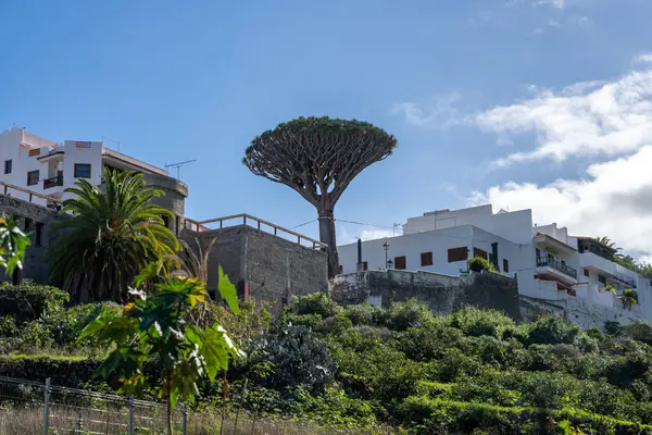 Drago, Tenerife, İspanya 'da Ejderha Ağacı (Dracaena draco)