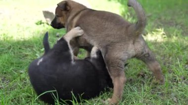 İki Alman kurdu, yeşil çimenlerde birbirleriyle oynayıp kavga eden bir köpek yavrusu türü.