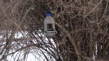 Serçe plastik şişeden ev yapımı kuş yemi yiyor.