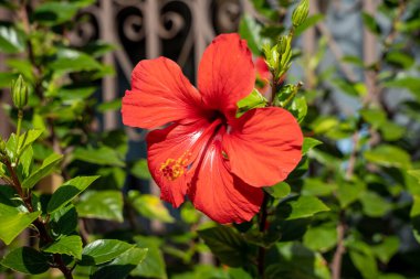 Yeşil arkaplanda kırmızı amber çiçeği