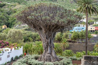 Icod de los Vinos, Tenerife, İspanya - 08.12.2023: El Drago veya Drago Milenario (Dracaena draco) ejderha ağacı