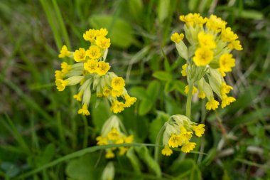 Sarı inek ayağı çiçekleri, sıradan inek ayağı, inek ayağı çuha çiçeği (Primula veris))