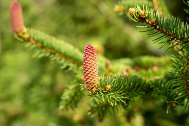 Kırmızı koni ile açan çam ağacı dalları
