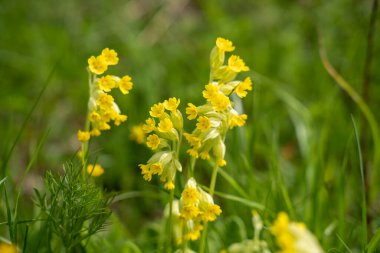 Sarı inek ayağı çiçekleri, sıradan inek ayağı, inek ayağı çuha çiçeği (Primula veris))