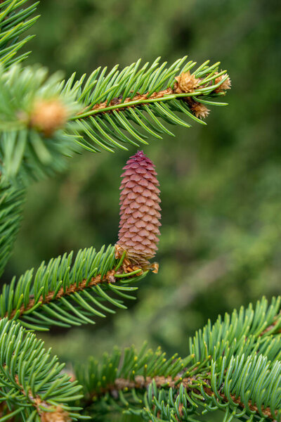 Blooming spruce tree branches with red cones