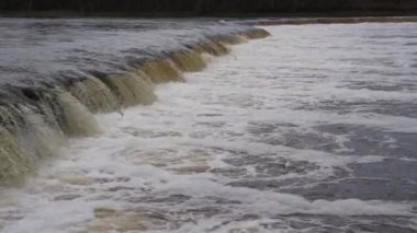 Vimba (Vimba vimba) Venta Nehri, Kuldiga, Letonya.