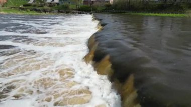 Vimba (Vimba vimba) Venta Nehri, Kuldiga, Letonya.