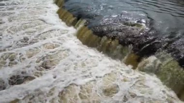 Vimba (Vimba vimba) Venta Nehri, Kuldiga, Letonya.