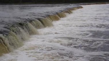 Vimba (Vimba vimba) Venta Nehri, Kuldiga, Letonya.