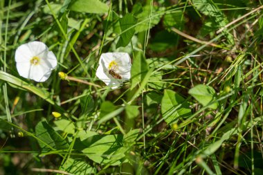 Çayırdaki beyaz alan bağotu (Convolvulus arvensis) üzerinde Marmelat hoverfly (Episyrphus balteatus)