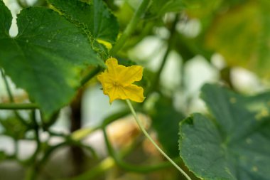 salatalık bitkisinin sarı çiçek