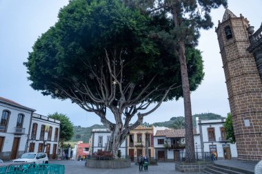 Teror, Gran Canaria, İspanya - 04.12.2023: Plaza Nuestra Senora del Pino 'daki büyük ağaç Teror kentinin ana meydanında.