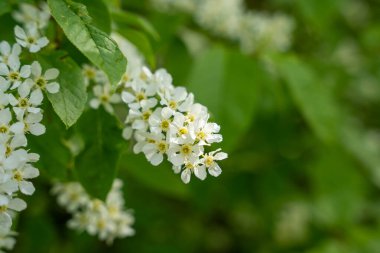 Kuş kirazı (Prunus padus) beyaz çiçekler