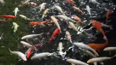 Bir sürü balık gölette yüzüyor.