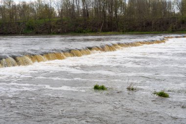 Vimba (Vimba vimba) Venta Nehri, Kuldiga, Letonya.