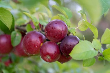 Taze kırmızı elmalar elma dalında yetişiyor.