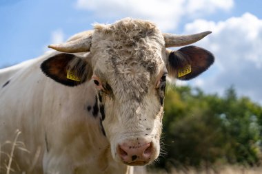 Holstein boğası çiftlikte otluyor.