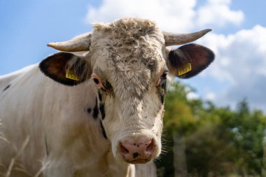 Holstein boğası çiftlikte otluyor.