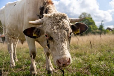 Holstein boğası çiftlikte otluyor.