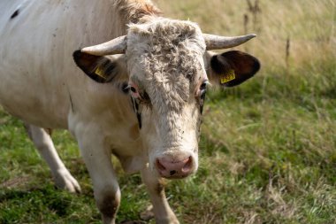 Holstein boğası çiftlikte otluyor.