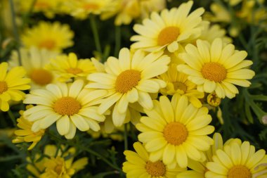 Sarı Marguerite papatyası (Argyranthemum frutescens) çiçekleri