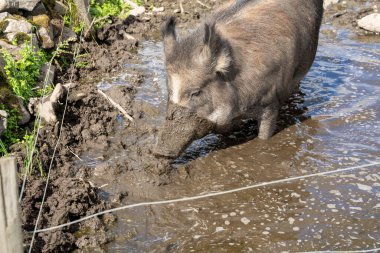 Female wild boar (Sus scrofa) with snout in mud clipart