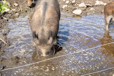 Çamura batmış dişi yaban domuzu (Sus scrofa)