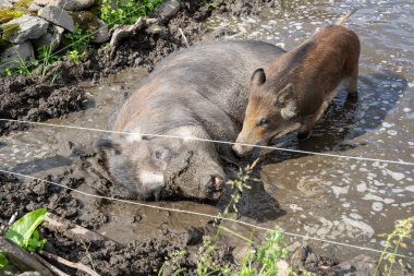 Dişi yaban domuzu (Sus scrofa) su birikintisinde, etrafındaki domuzlarla birlikte yatıyor.