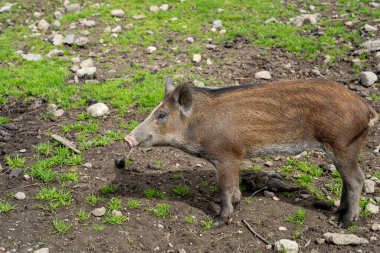 Tek yaban domuzu (Sus scrofa) domuz yavrusu