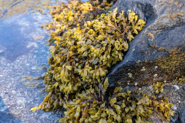 Fucus vesiculosus, idrar kesesi kırıntısı ya da ıslak bir kayadan sarkan yosun.