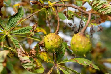 At kestanesi (Aesculus hippocastanum) ağaç dalından sarkan fındık kabuğu