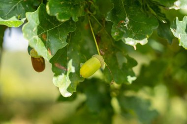 Meşe dalında yeşil yapraklı bir mısır.