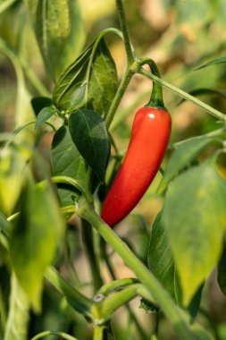 Serada yetişen taze kırmızı biber.
