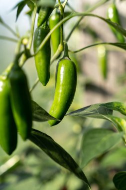 Serada yetişen taze olgunlaşmamış yeşil kırmızı biber.