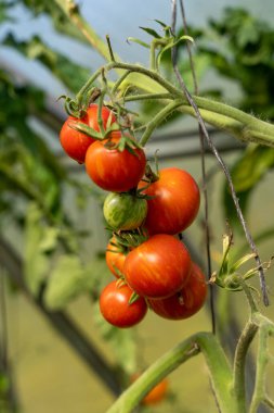 Serada bir sürü olgun kırmızı domates yetişiyor.