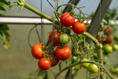 Serada bir sürü olgun kırmızı domates yetişiyor.
