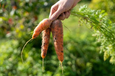 Elinde taze toplanmış havuç bahçesi arka planında.