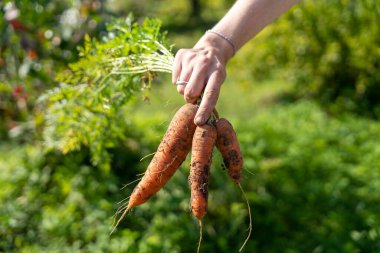 Elinde taze toplanmış havuç bahçesi arka planında.