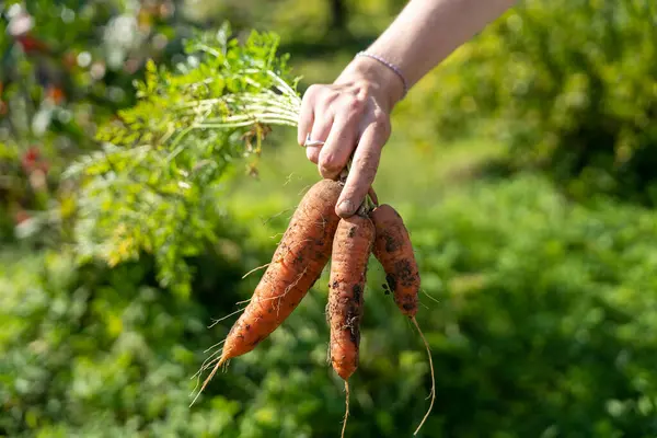 Elinde taze toplanmış havuç bahçesi arka planında.