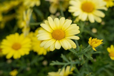 Sarı Marguerite papatyası (Argyranthemum frutescens) çiçekleri