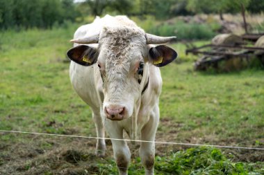 Holstein boğası çiftlikte otluyor.