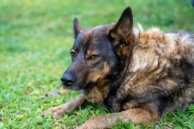 Yaşlı Alman çoban köpeği yeşil çimlerde yatıyor.