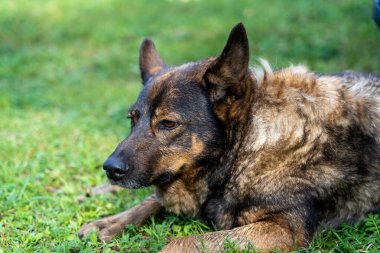 Yaşlı Alman çoban köpeği yeşil çimlerde yatıyor.