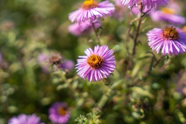 Bahçedeki Violet Astereae çiçekleri